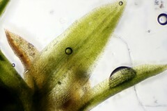 Ptychomitrium incurvum