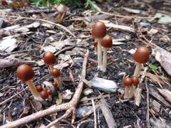 Psathyrella atrospora