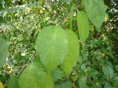Celtis occidentalis