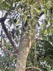 Melanerpes aurifrons