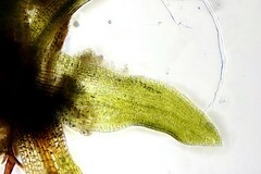 Ptychomitrium incurvum