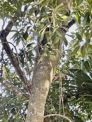 Melanerpes aurifrons