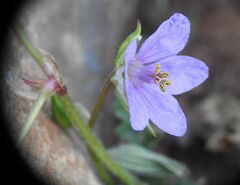 Erodium gruinum