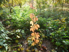 Parthenocissus inserta
