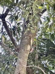 Melanerpes aurifrons