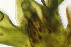Ptychomitrium incurvum