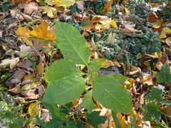 Fraxinus excelsior
