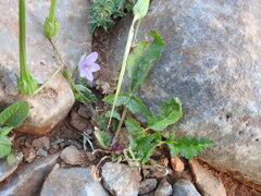 Erodium gruinum