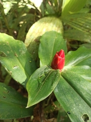 Costus