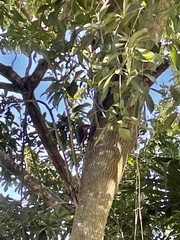 Melanerpes aurifrons