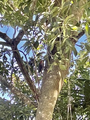 Melanerpes aurifrons