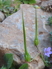 Erodium gruinum
