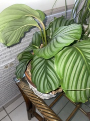 Goeppertia orbifolia