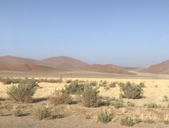 Pechuel-loeschea leubnitziae