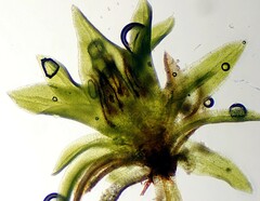Ptychomitrium incurvum