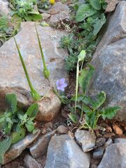 Erodium gruinum