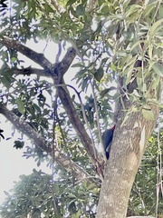 Melanerpes aurifrons