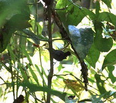 Cantorchilus semibadius