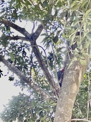 Melanerpes aurifrons