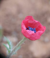 Papaver hybridum