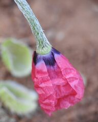 Papaver hybridum