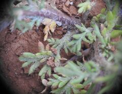 Papaver hybridum