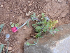 Papaver hybridum