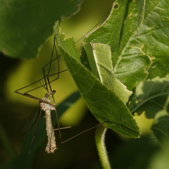 Tipula oleracea