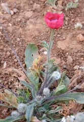 Papaver hybridum