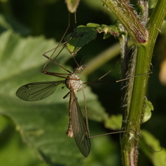 Tipula oleracea