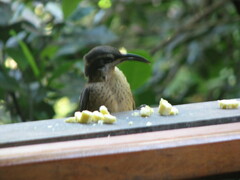 Ptiloris victoriae