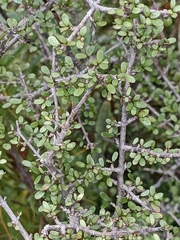 Coprosma dumosa