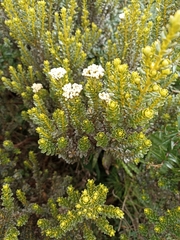 Ozothamnus leptophyllus