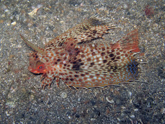 Dactyloptena orientalis
