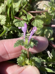 Lamium amplexicaule