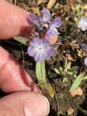 Phacelia peckii