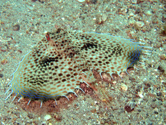 Dactyloptena orientalis