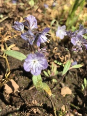 Phacelia peckii
