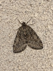 Hydriomena nubilofasciata