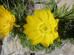 Adonis pyrenaica