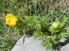 Adonis pyrenaica