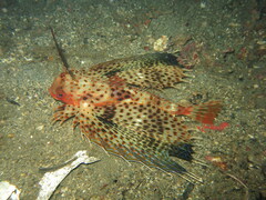 Dactyloptena orientalis