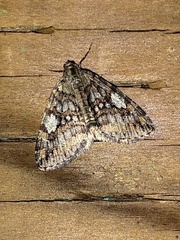 Hydriomena nubilofasciata