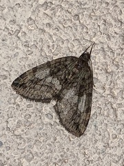 Hydriomena nubilofasciata