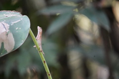 Anolis limifrons
