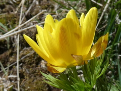 Adonis pyrenaica