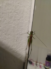 Conocephalus cinereus