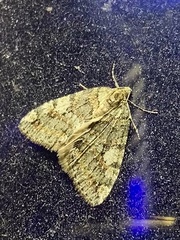 Hydriomena nubilofasciata