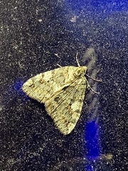 Hydriomena nubilofasciata