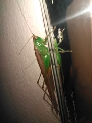 Conocephalus cinereus